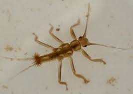 Attēlu rezultāti vaicājumam “Plecoptera”