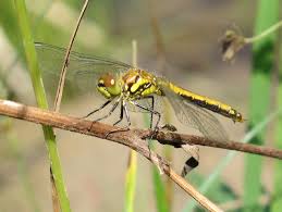 Attēlu rezultāti vaicājumam “Sympetrum danae”