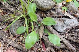 Attēlu rezultāti vaicājumam “Plantago major subsp. intermedia leaf”