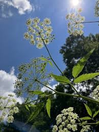 Attēlu rezultāti vaicājumam “Cicuta virosa flower”
