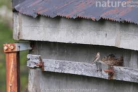 Attēlu rezultāti vaicājumam “Muscicapa striata nest”