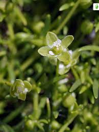 Attēlu rezultāti vaicājumam “Sagina procumbens”