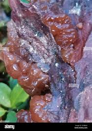 Attēlu rezultāti vaicājumam “Exidia saccharina”