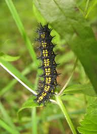 Attēlu rezultāti vaicājumam “Cystiphora sanguinea larva”