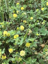 Attēlu rezultāti vaicājumam “Trifolium aureum flower”