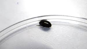 Attēlu rezultāti vaicājumam “Ilybius sp.”