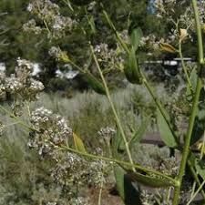 Attēlu rezultāti vaicājumam “Lepidium latifolium flower”