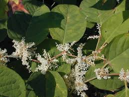 Attēlu rezultāti vaicājumam “Reynoutria sachalinensis flower”