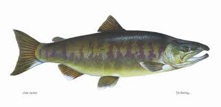 Image result for Oncorhynchus
