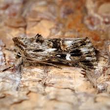 Attēlu rezultāti vaicājumam “Calophasia lunula larva”