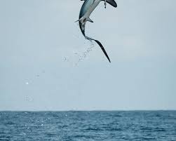 Image result for Alopias pelagicus