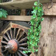 Attēlu rezultāti vaicājumam “Hydrocotyle vulgaris bud”