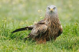 Image result for Kite Ireland