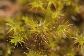 Attēlu rezultāti vaicājumam “Campylium stellatum”