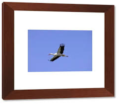 Attēlu rezultāti vaicājumam “Ciconia ciconia adult”