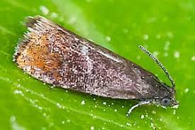 Attēlu rezultāti vaicājumam “Pammene rhediella”