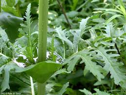 Image result for Dipsacus laciniatus