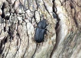 Attēlu rezultāti vaicājumam “Sinodendron cylindricum male”