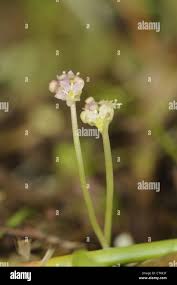 Attēlu rezultāti vaicājumam “Hydrocotyle vulgaris flower”