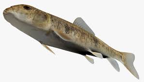 Image result for Catostomus commersonii