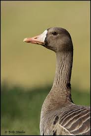 Attēlu rezultāti vaicājumam “Anser albifrons adult”