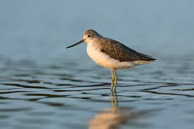 Attēlu rezultāti vaicājumam “Tringa nebularia adult”