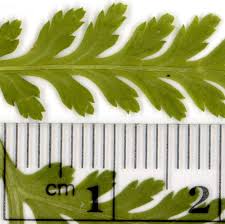 Attēlu rezultāti vaicājumam “Botrychium virginianum”