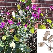 Attēlu rezultāti vaicājumam “Lunaria annua leaf”