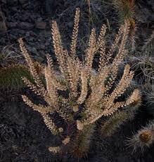 Attēlu rezultāti vaicājumam “Lepidium densiflorum bud”