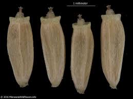 Attēlu rezultāti vaicājumam “Cirsium palustre leaf”