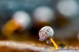 Attēlu rezultāti vaicājumam “Colloderma oculatum spores”