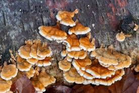 Attēlu rezultāti vaicājumam “Plicaturopsis crispa”