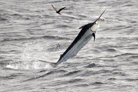 Image result for Istiompax indica