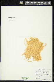 Attēlu rezultāti vaicājumam “Sphagnum balticum”