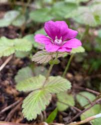 Attēlu rezultāti vaicājumam “Rubus arcticus flower”
