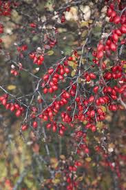 Attēlu rezultāti vaicājumam “Berberis thunbergii fruit”