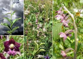 Attēlu rezultāti vaicājumam “Epipactis atrorubens bud”
