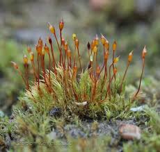 Attēlu rezultāti vaicājumam “Dicranella staphylina”