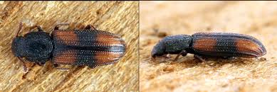 Attēlu rezultāti vaicājumam “Bitoma crenata”