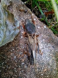 Attēlu rezultāti vaicājumam “Gryllotalpa gryllotalpa”