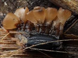 Attēlu rezultāti vaicājumam “Myriosclerotinia scirpicola”