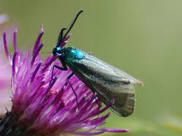 Attēlu rezultāti vaicājumam “Adscita statices”