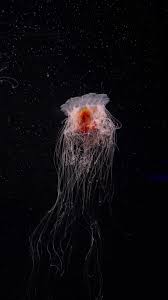 Image result for Cyanea capillata