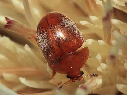 Attēlu rezultāti vaicājumam “Cychramus luteus”