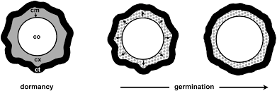 Attēlu rezultāti vaicājumam “Enteridium liceoides spores”