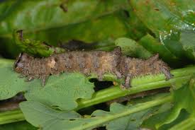 Attēlu rezultāti vaicājumam “Catocala sponsa”