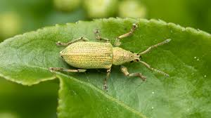 Attēlu rezultāti vaicājumam “Phyllobius”