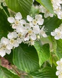 Attēlu rezultāti vaicājumam “Sorbus alnifolia”