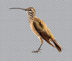 Image result for Triakis megalopterus