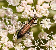 Attēlu rezultāti vaicājumam “Chrysanthia viridissima”